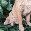 Vivid Arts - Golden Retriever - XRL-GR03-D