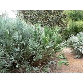 Wekiva Foliage Silver Saw Palmetto - Live Starter Plant in a 2 Inch Pot - Serenoa Repens 'Silver' - Native Ornamental Palms from Florida