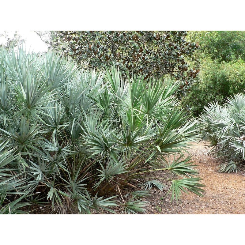 Wekiva Foliage Silver Saw Palmetto - Live Starter Plant in