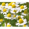 Seeds4planting - Seeds German Chamomile Non GMO Heirloom 2500 Seeds