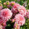 100+ Dahlia Labyrinth Flower Seeds - Exotic Labyrinth Dahlia Seeds