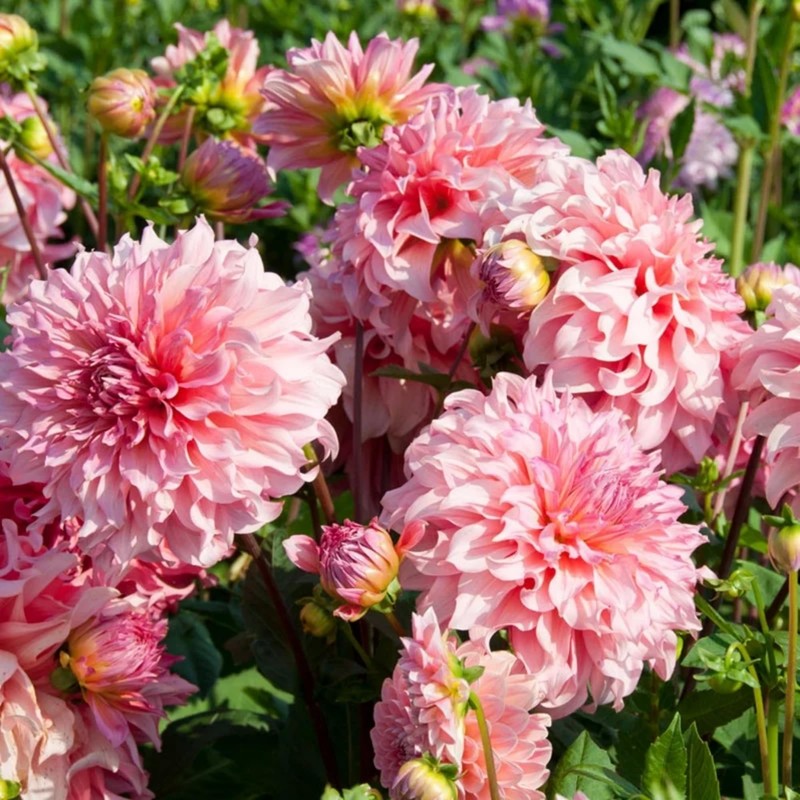 100+ Dahlia Labyrinth Flower Seeds - Exotic Labyrinth Dahlia Seeds