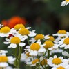 Outsidepride Feverfew - 5000 Seeds