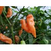 Habanada Pepper 10+ Seeds