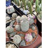 Horticultural Calcined Clay Soil Bonsai Cactus Soil Additive for Succulent
