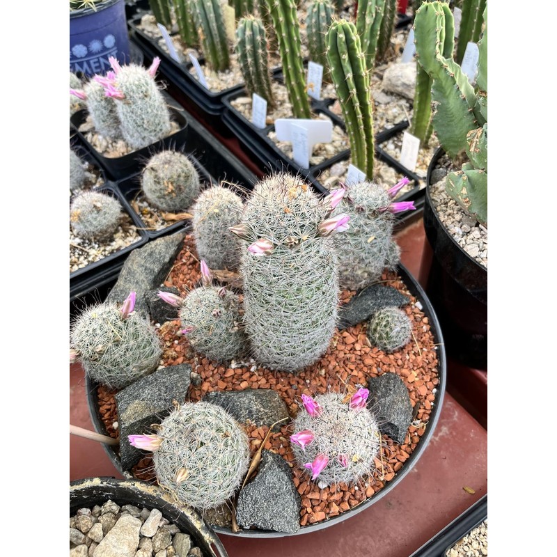 Horticultural Calcined Clay Soil Bonsai Cactus Soil Additive for Succulent