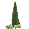 Four Pack of Emerald Arborvitaes - Evergreen Privacy Hedge -