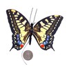 Active Aliforms Moving Butterfly - Swallowtail