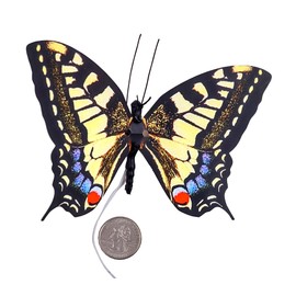 Active Aliforms Moving Butterfly - Swallowtail