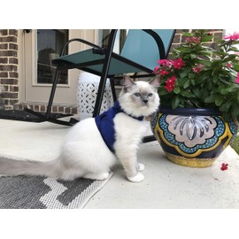 Mynwood Cat Jacket / Harnesses Blue Kitten up to 8 Months - Escape Proof