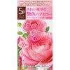Kanebo Evita Treatment Hair Color, 5 Pieces, Rose Brown