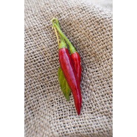 Thai Dragon Heirloom Chili Pepper Premium Seed Packet + More