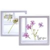 Global Easy Transparent Frame Herbarium/Pressed Flowers/Insects (Large) (Capacity for 10)