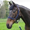 Y-H HY Rose Gold Lead Rope & Head Collar Full