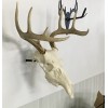 Antler Anchors European Deer Mounting System