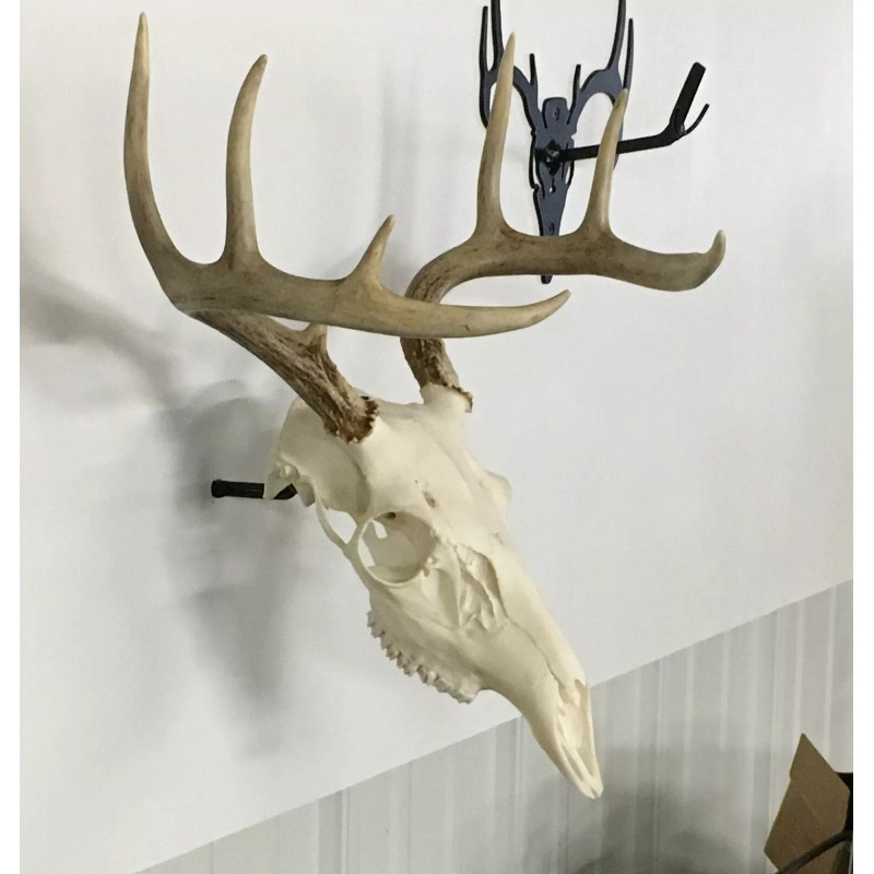 Antler Anchors European Deer Mounting System