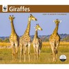 Carousel Calendars, Giraffes WWF 2026 Wall Calendar, 12.01'' X 14.09'',