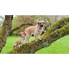 Beco Hoop - Natural Rubber Chew and Tug Toy for