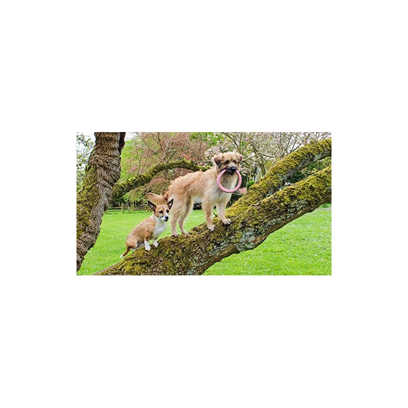 Beco Hoop - Natural Rubber Chew and Tug Toy for