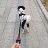 Mycicy No Handle Dog Leash 3 FT / 6 FT,