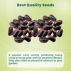 Runner Bean Scarlet Emperor – Fresh and Tasty Beans –