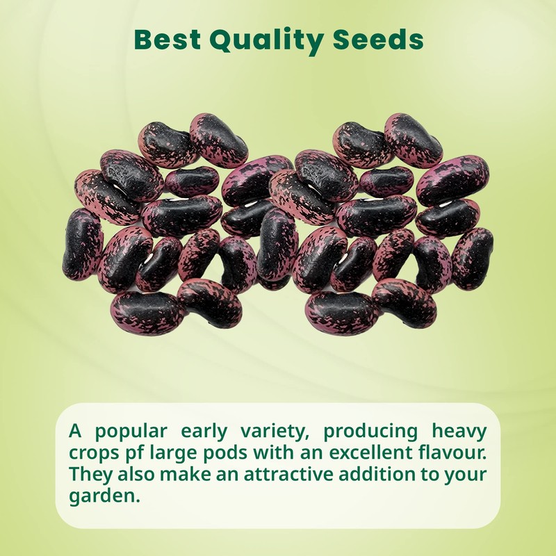Runner Bean Scarlet Emperor – Fresh and Tasty Beans –