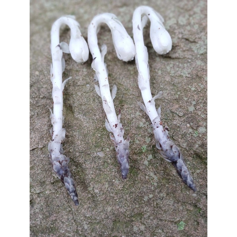 Ghost Pipe Tincture 4oz Harvested In Pennsylvania FREE Shipping