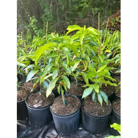 Tree Coconut Cream Mango Grafted Tree 2-4 Ft Tall. Ship To All States