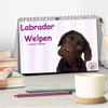 Labrador Welpen - Labrador Puppies (Tischkalender 2026 DIN A5 quer),