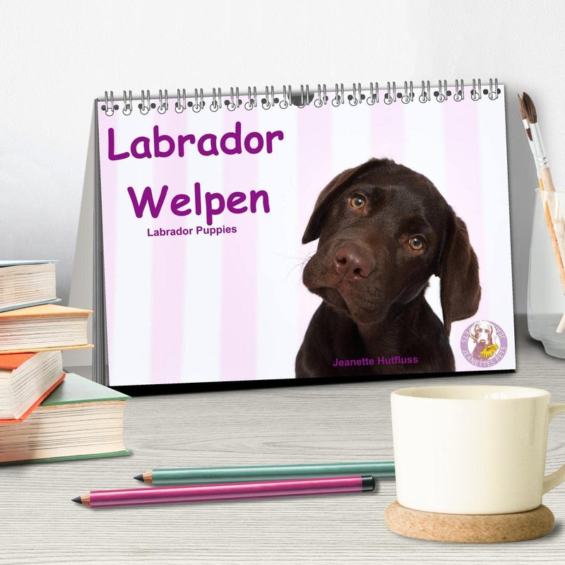 Labrador Welpen - Labrador Puppies (Tischkalender 2026 DIN A5 quer),
