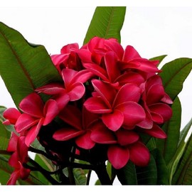 Tropical Hawaiian Plumeria Tree Plant Red Cutting Unrooted T7 Discount Hawaiian Gifts