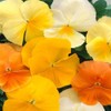 Outsidepride 100 Seeds Viola Pansy Panola Citrus Mix Flower Seeds