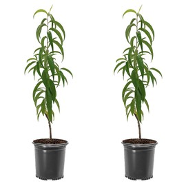 Contender Peach Tree, Cold Tolerant, Freestone Pit, Self-Pollinating, 1 gal Nursery Pot, 1-2 ft Tree Height (Due to Agricultural Laws, we Cannot Ship to CA, AZ, AK, or HI), 2 Trees