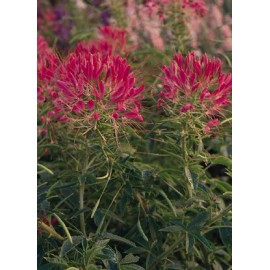 Hazzard's Seeds Cleome Queen Cherry    1,000 seeds