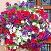 Little Seed Store 2001+Dwarf PETUNIA MIX Flower Seeds Garden Container