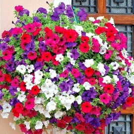 Little Seed Store 2001+Dwarf PETUNIA MIX Flower Seeds Garden Container Hanging Basket Window Box