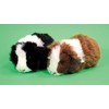 Guinea Pig Soft Toy - 20cm - one guinea pig
