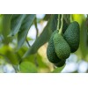 Avocado Tree 10” With Pot Seedling Live Plant Ready To