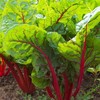 300 Ruby Swiss Red Chard Seeds for Planting 7+ Grams