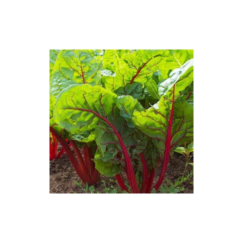 300 Ruby Swiss Red Chard Seeds for Planting 7+ Grams