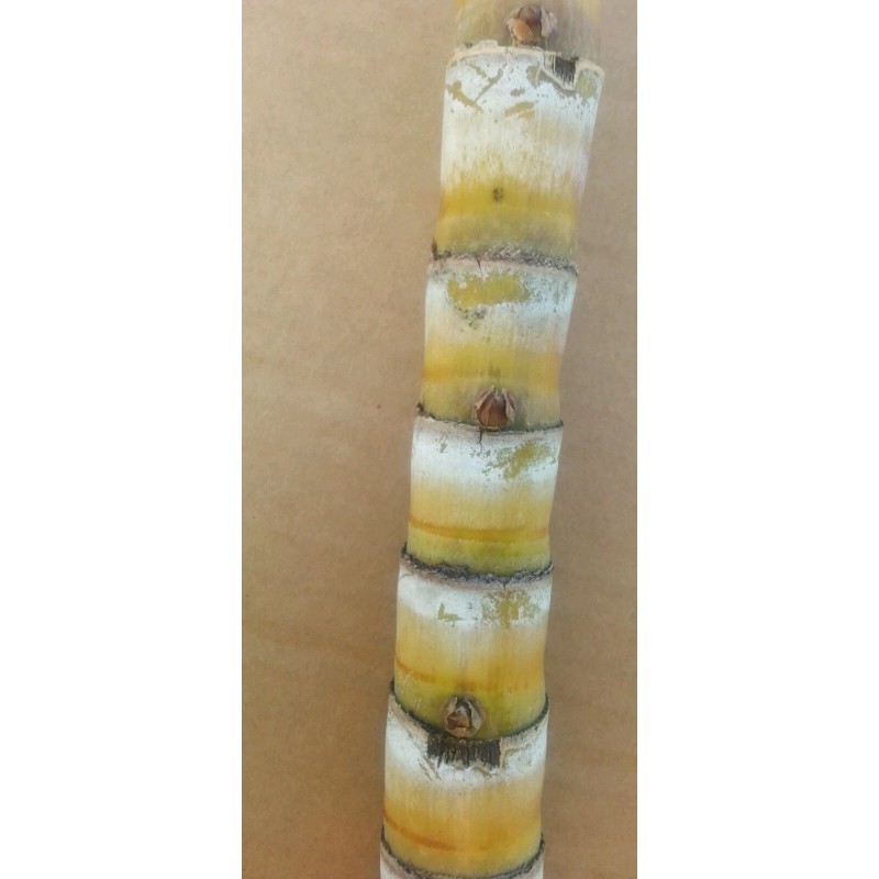 Unbranded 1 Sugar cane stick with 5 nodes for planting