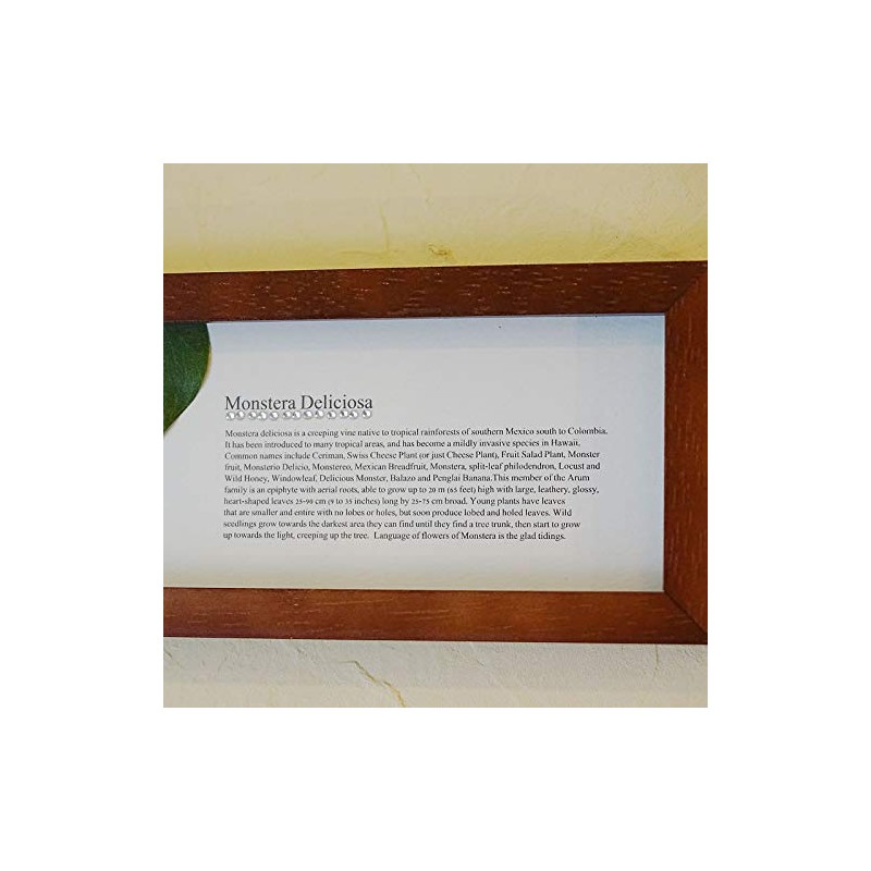 Leaf Panel Monstera II Plaque Horizontal (Brown) Leaf Frame Panel