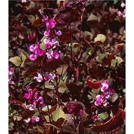 Earthcare Seeds Hyacinth Bean Red Leaf 15 Seeds (Dolichos Lablab purpureus) Heirloom - Open Pollinated