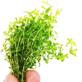 Planterest – Micranthemum Micranthemoides Pearweed Bunch Carpet Live Aquarium Plant Decorations BUY2GET1FREE