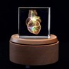 3D Human Heart Anatomical Model Paperweight(Laser Etched) in Crystal Glass