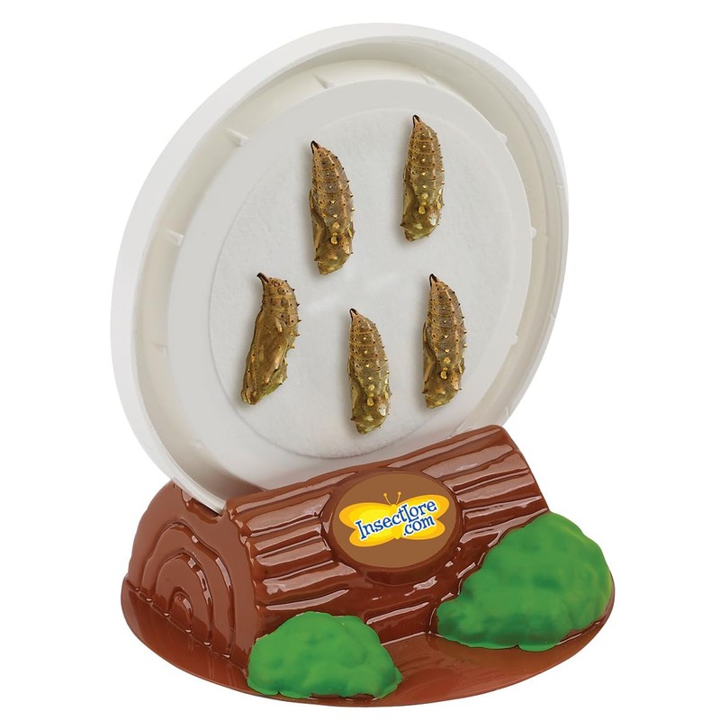 Insect Lore Funtastic 4 Cups of Caterpillars