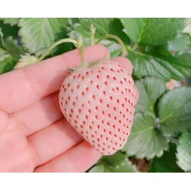Red Climbing Strawberry Seeds White Wonder Seeds Garden Fruit Seed Sweet and Delicious Everbearing Fruit Plant Home Garden 200Pcs (White)