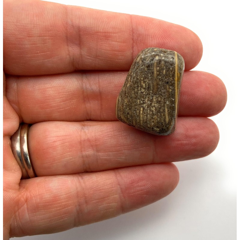 Petrified Wood Medium Crystal Tumbled Stone - 1 Pc