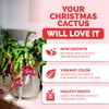 Christmas Cactus Fertilizer – Liquid Plant Food for More Blooms,