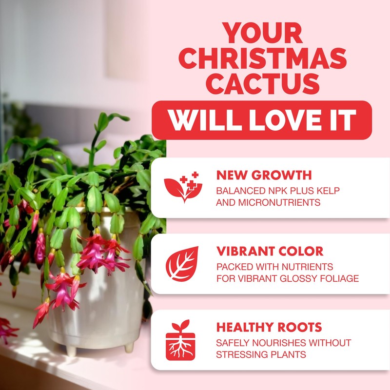 Christmas Cactus Fertilizer – Liquid Plant Food for More Blooms,